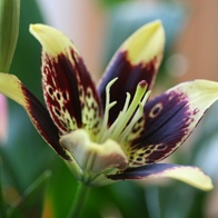 De Lelie, een bijzondere bloem!