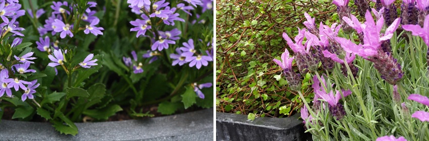 EffenAnders buitenplanten 2