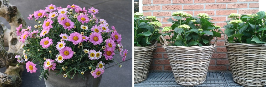 EffenAnders buitenplanten 4