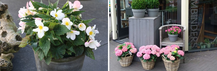 EffenAnders buitenplanten 5