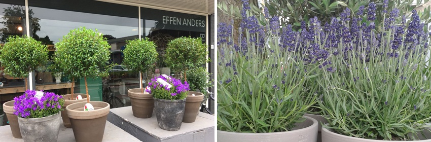 EffenAnders buitenplanten 6
