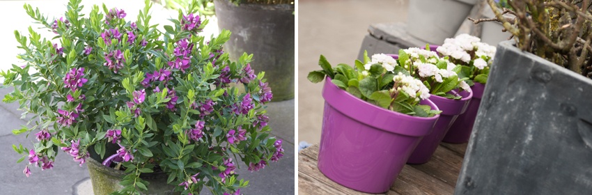 Effen Anders buitenplanten 1