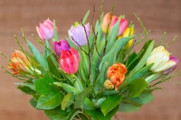 tulpenboeket