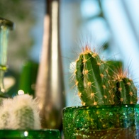 Cactussen en vetplanten