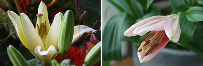 Een mooie bloem de lelie 6