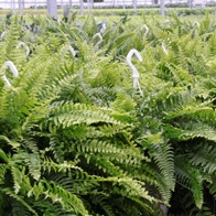 Planten en varens