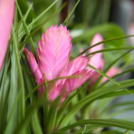 Zuivere lucht door planten