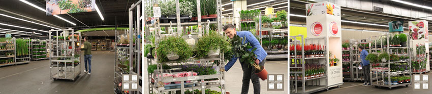 Planten en varens