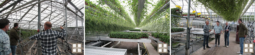 Planten en varens