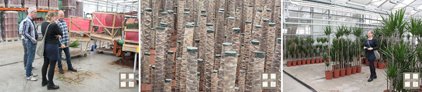 Planten en varens