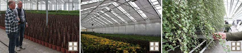 Planten en varens