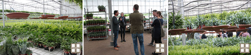 Planten en varens