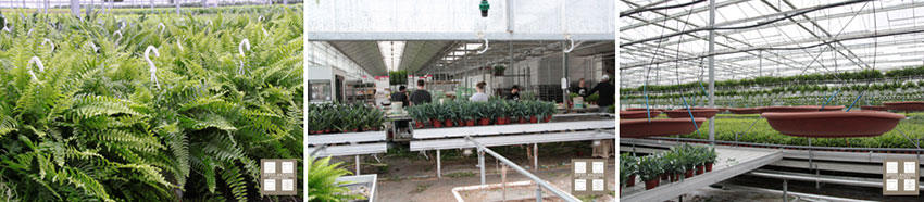 Planten en varens