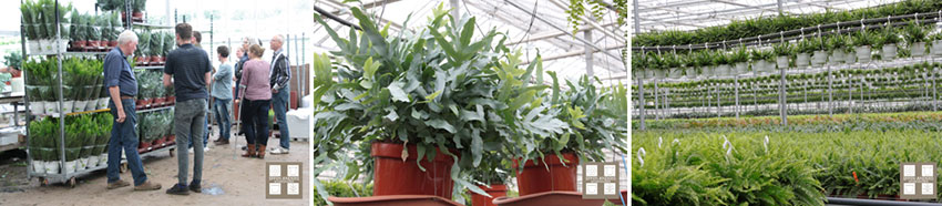 Planten en varens